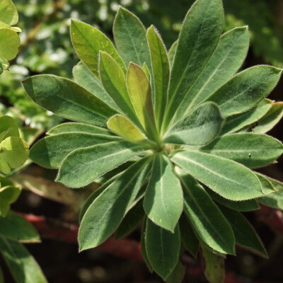 Euphorbia amygdaloides robbiae